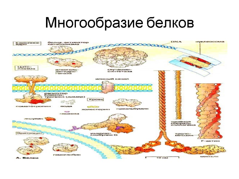 Многообразие белков